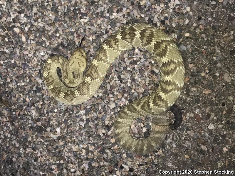 Northern Black-tailed Rattlesnake (Crotalus molossus molossus)