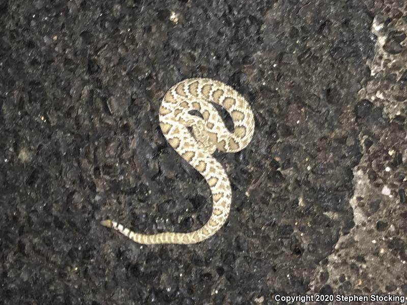 Mohave Rattlesnake (Crotalus scutulatus scutulatus)