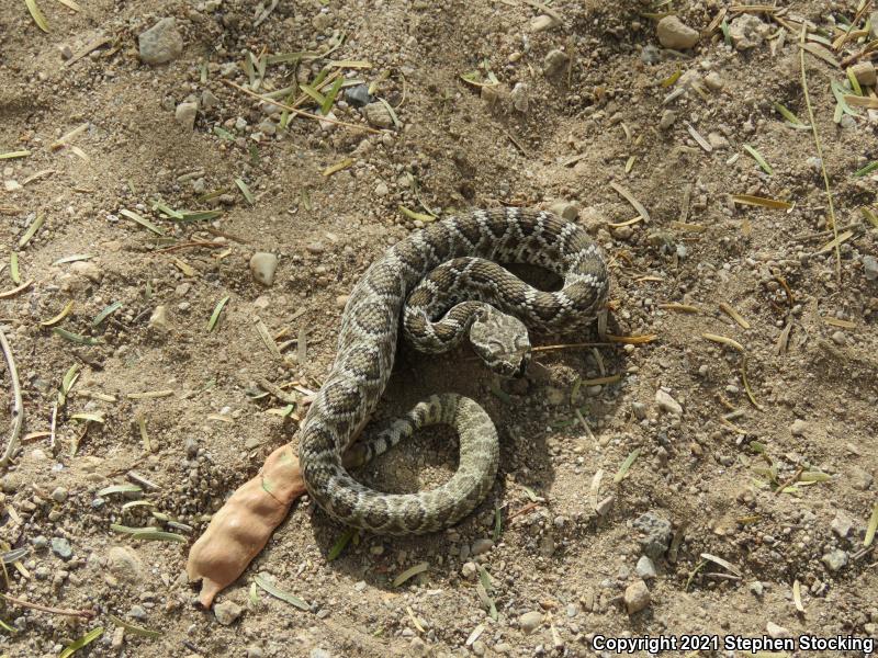 Mohave Rattlesnake (Crotalus scutulatus scutulatus)