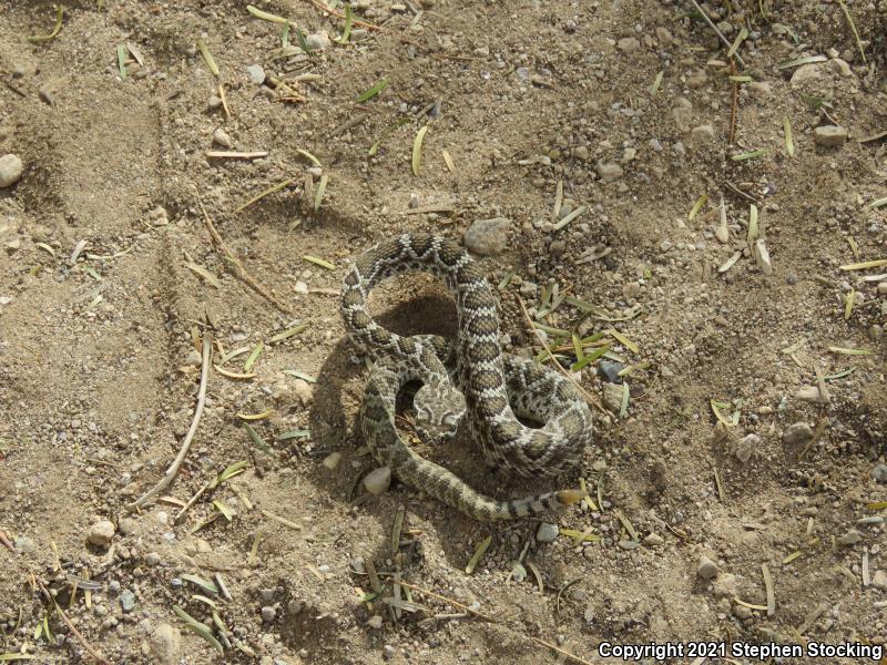 Mohave Rattlesnake (Crotalus scutulatus scutulatus)