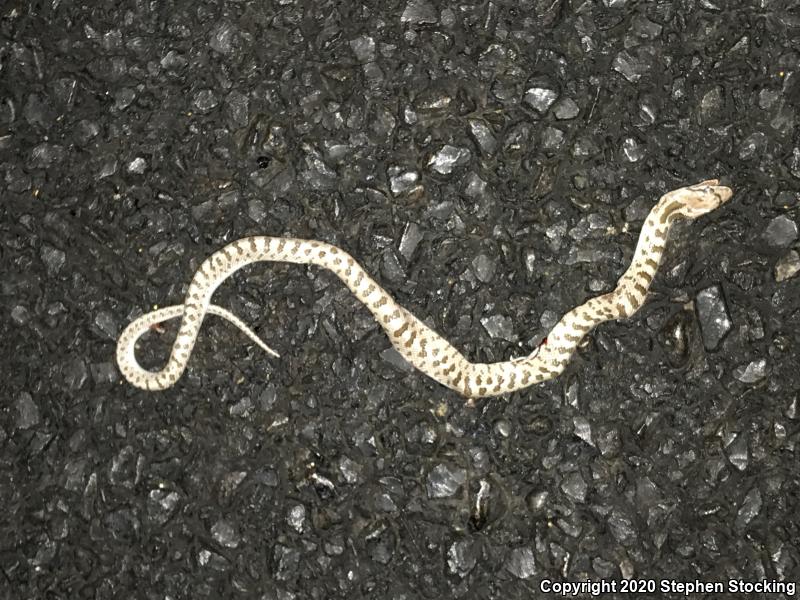 Glossy Snake (Arizona elegans)