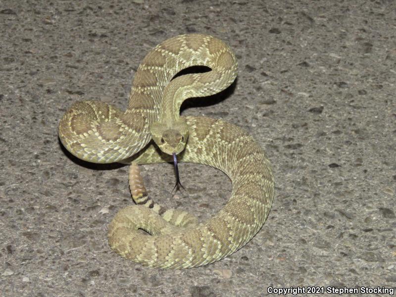 Mohave Rattlesnake (Crotalus scutulatus scutulatus)