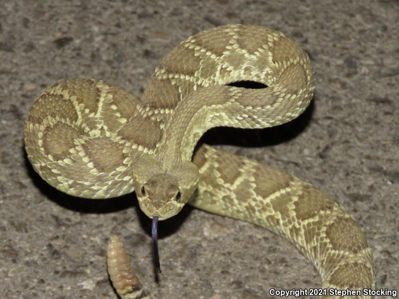 Mohave Rattlesnake (Crotalus scutulatus scutulatus)