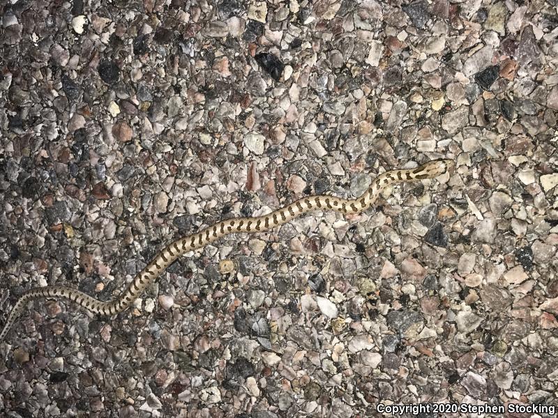 Glossy Snake (Arizona elegans)