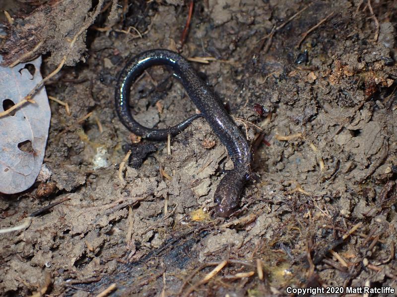 Southern Ravine Salamander (Plethodon richmondi)