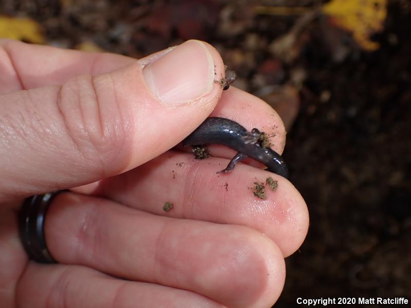 Southern Ravine Salamander (Plethodon richmondi)