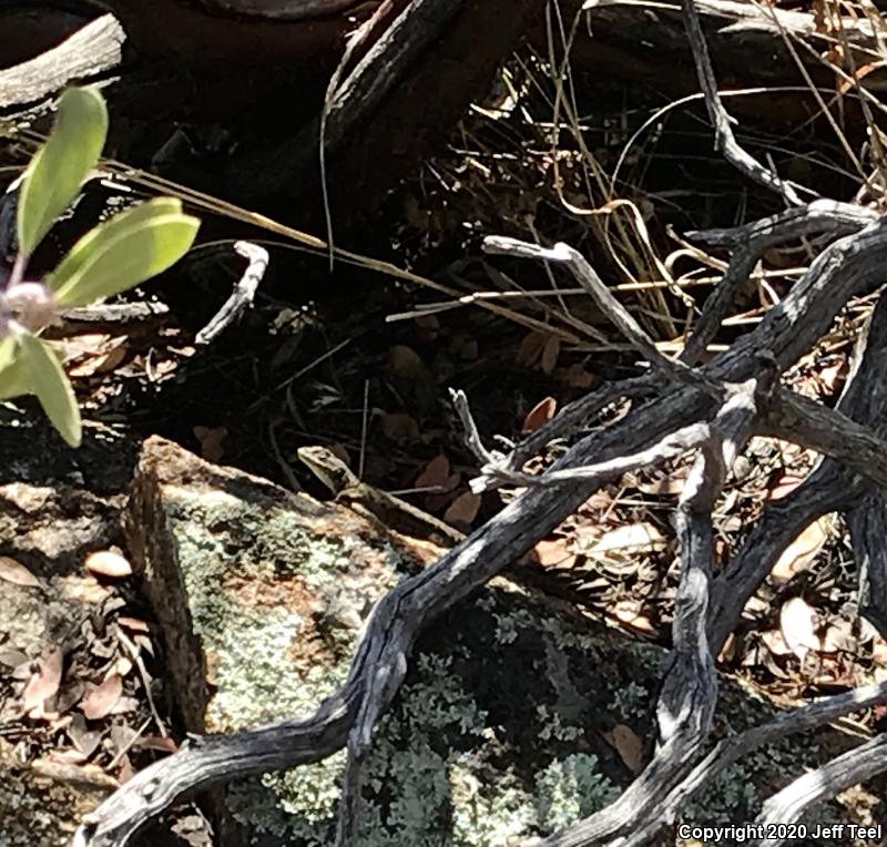 Yarrow's Lizard (Sceloporus jarrovii)