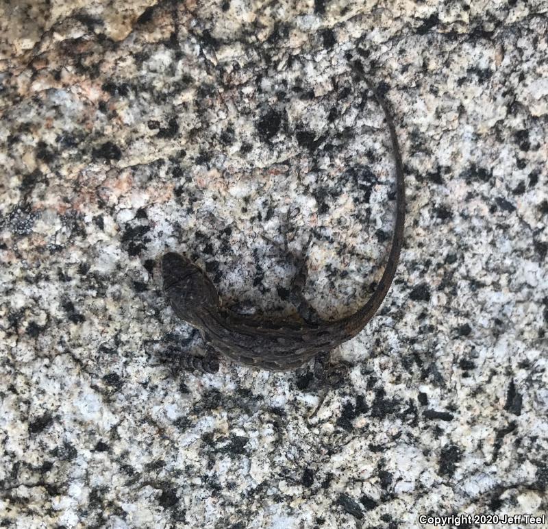 Ornate Tree Lizard (Urosaurus ornatus)