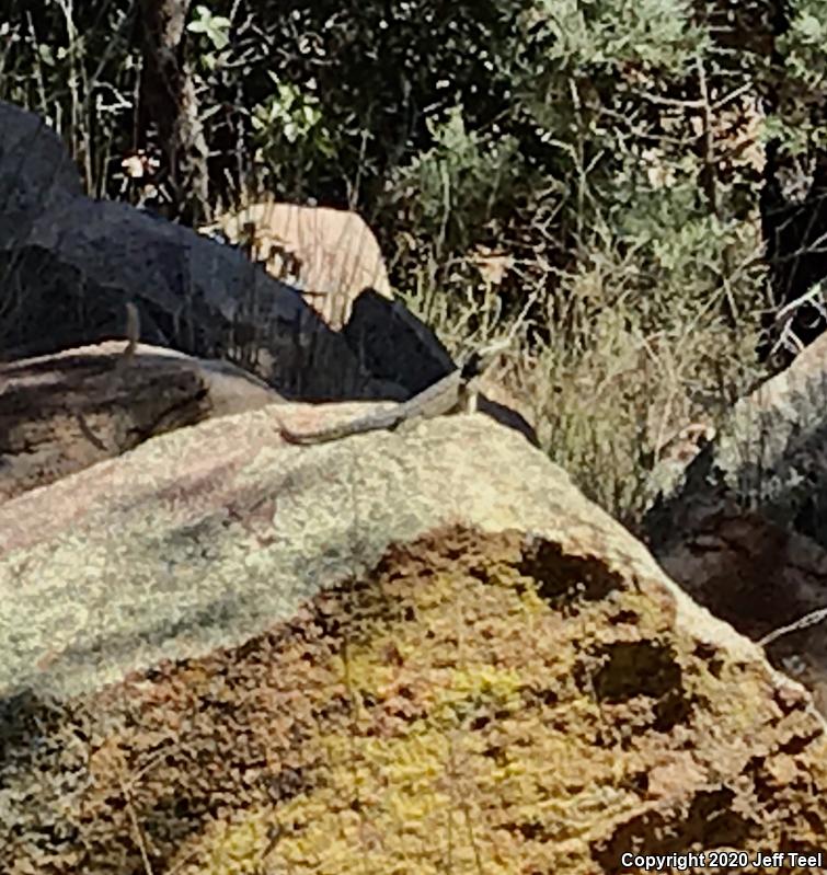 Yarrow's Lizard (Sceloporus jarrovii)