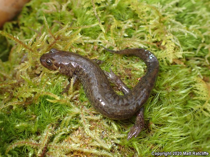 Black-bellied Salamander (Desmognathus quadramaculatus)