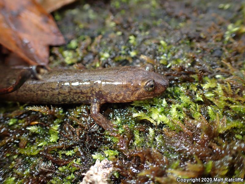 Black-bellied Salamander (Desmognathus quadramaculatus)