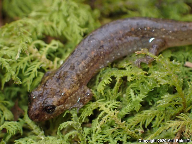 Black-bellied Salamander (Desmognathus quadramaculatus)