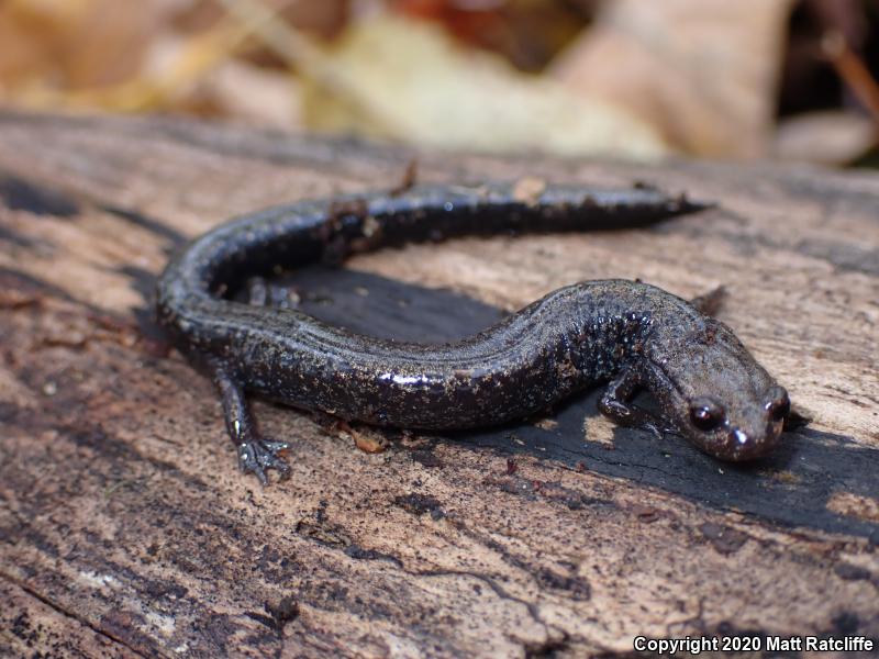 Southern Ravine Salamander (Plethodon richmondi)