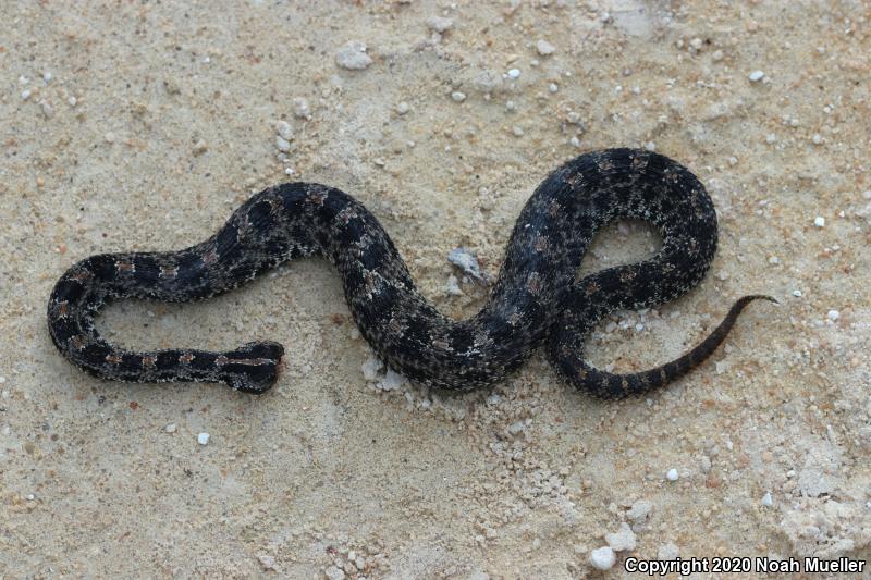 Dusky Pigmy Rattlesnake (Sistrurus miliarius barbouri)