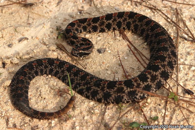 Dusky Pigmy Rattlesnake (Sistrurus miliarius barbouri)