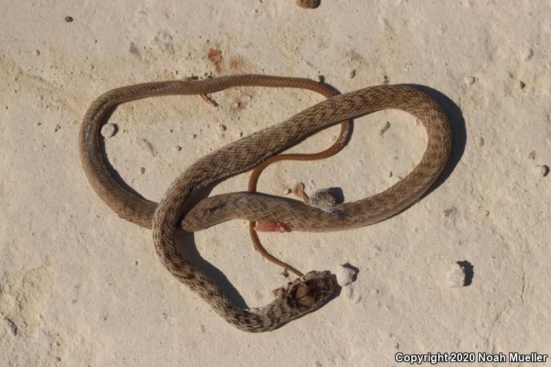 Eastern Coachwhip (Coluber flagellum flagellum)