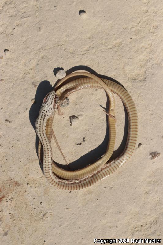 Eastern Coachwhip (Coluber flagellum flagellum)