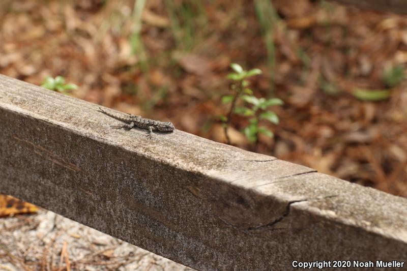 Eastern Fence Lizard (Sceloporus undulatus)