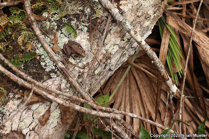 Bronze Frog (Lithobates clamitans clamitans)