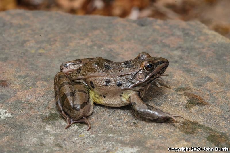 Plains Leopard Frog (Lithobates blairi)