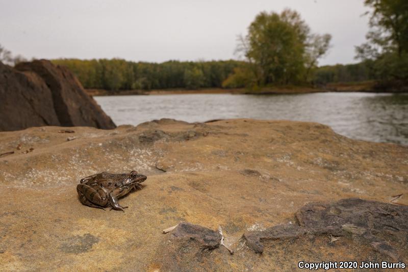 Plains Leopard Frog (Lithobates blairi)