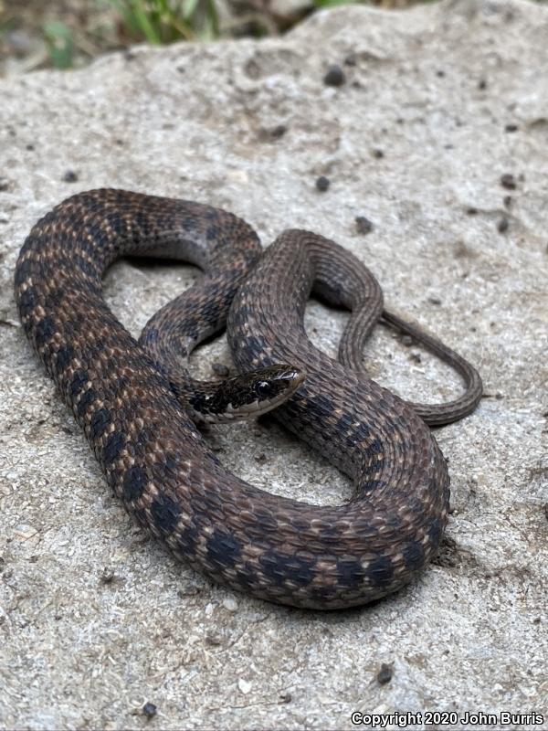 Kirtland's Snake (Clonophis kirtlandii)