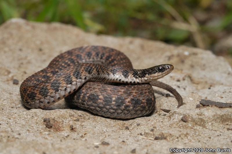 Kirtland's Snake (Clonophis kirtlandii)