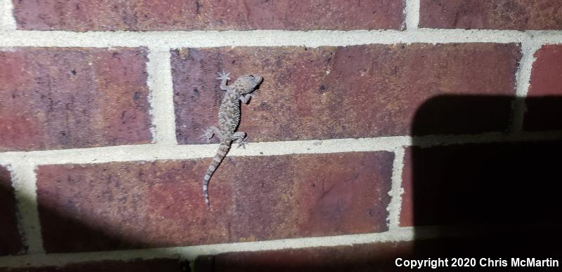 Turkish House Gecko (Hemidactylus turcicus turcicus)