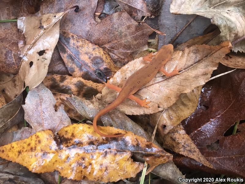 Red-Spotted Newt (Notophthalmus viridescens viridescens)