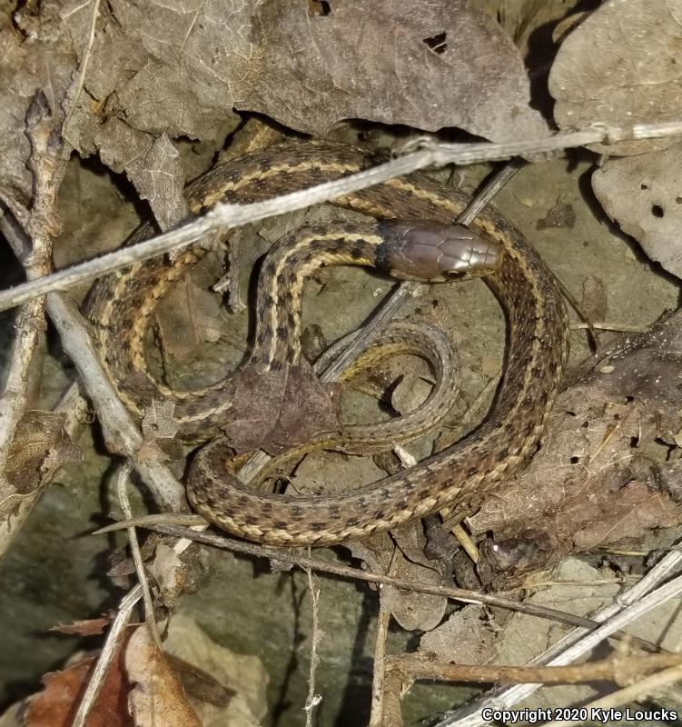 Eastern Gartersnake (Thamnophis sirtalis sirtalis)