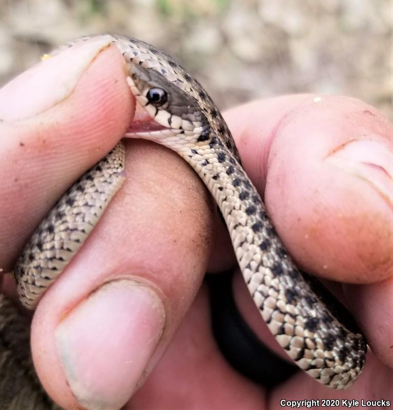 Eastern Gartersnake (Thamnophis sirtalis sirtalis)