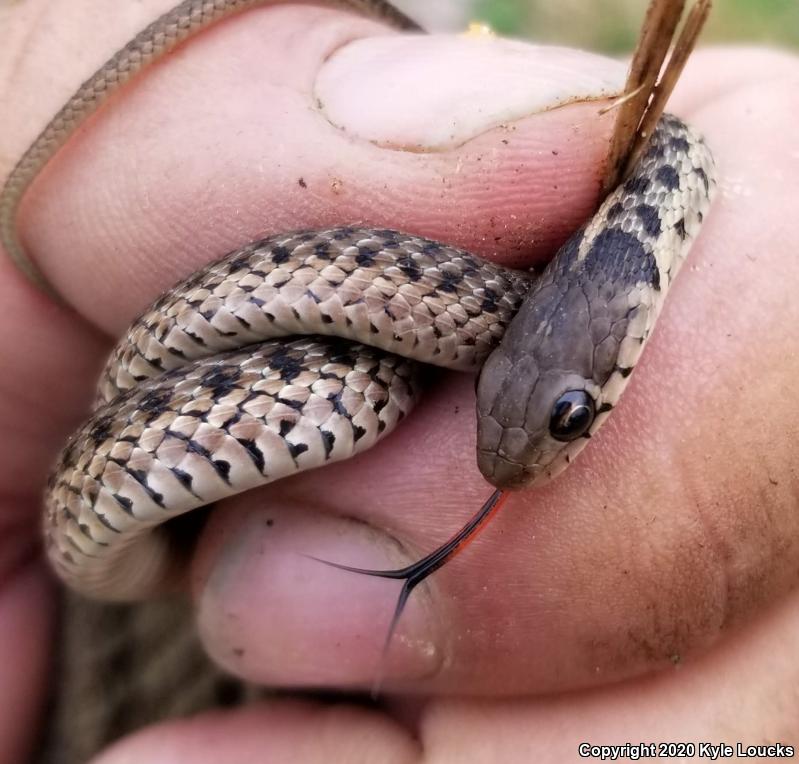 Eastern Gartersnake (Thamnophis sirtalis sirtalis)