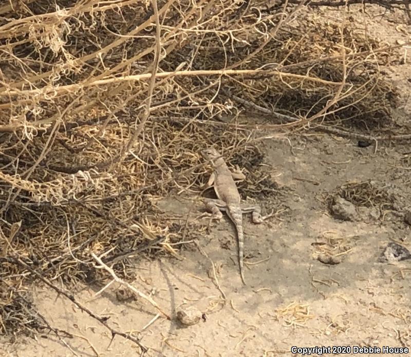 Western Zebra-tailed Lizard (Callisaurus draconoides rhodostictus)