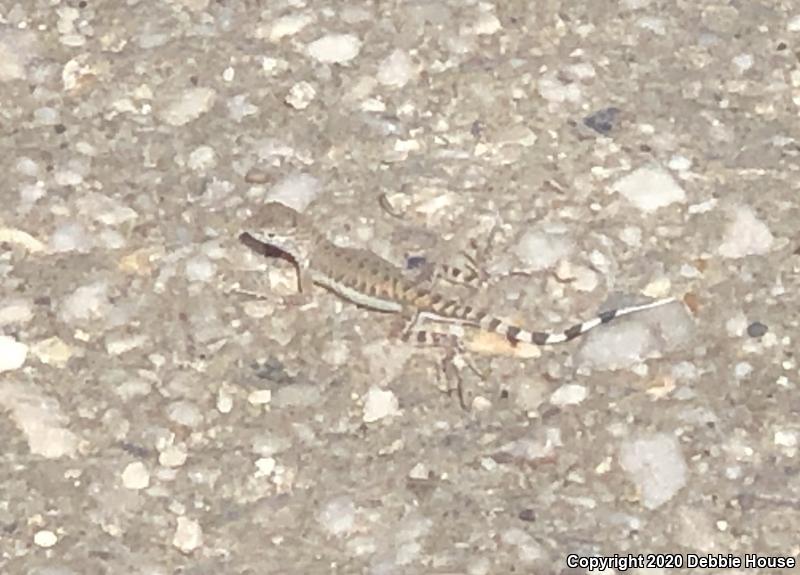 Western Zebra-tailed Lizard (Callisaurus draconoides rhodostictus)