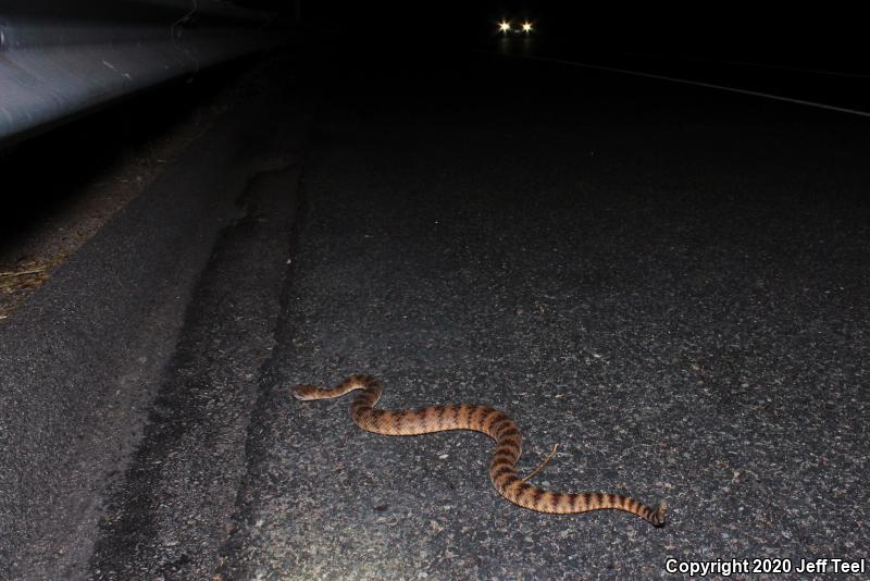 Southwestern Speckled Rattlesnake (Crotalus mitchellii pyrrhus)