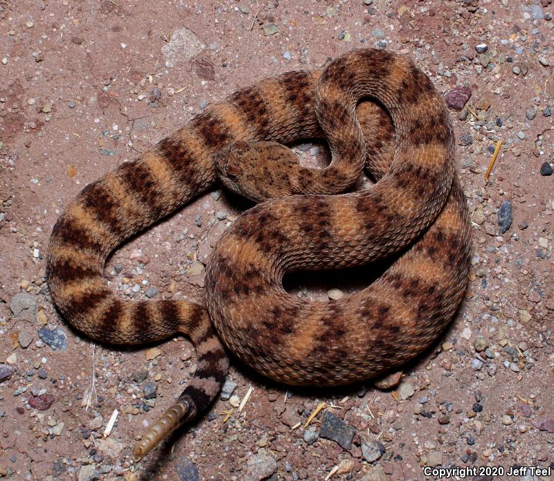 Southwestern Speckled Rattlesnake (Crotalus mitchellii pyrrhus)