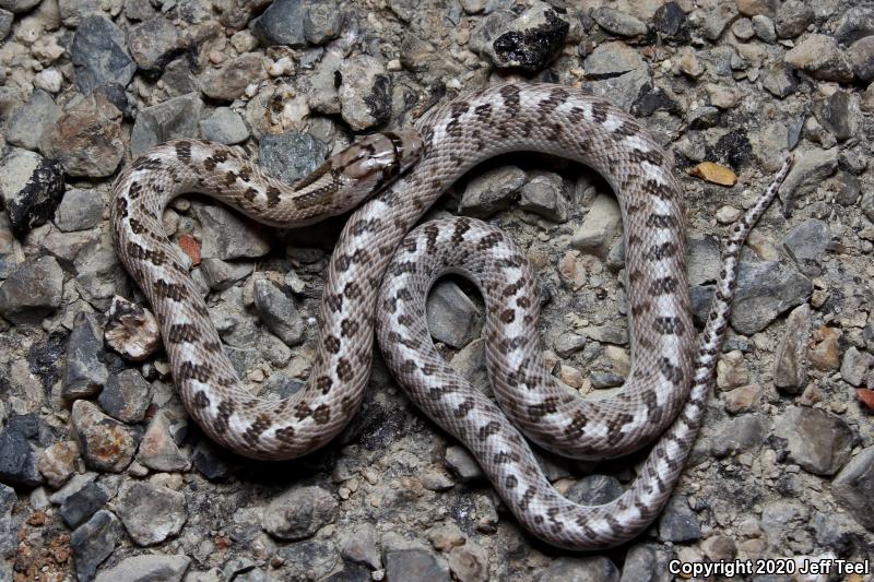 Desert Glossy Snake (Arizona elegans eburnata)