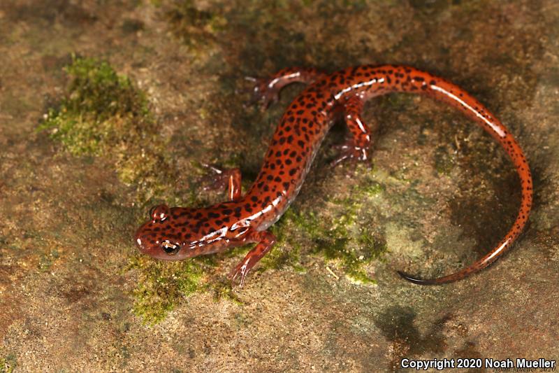 Cave Salamander (Eurycea lucifuga)