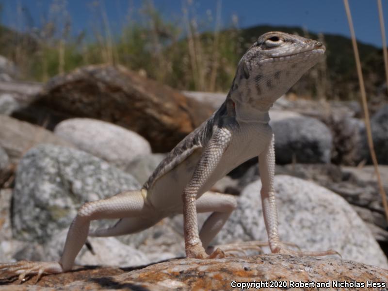 Western Zebra-tailed Lizard (Callisaurus draconoides rhodostictus)