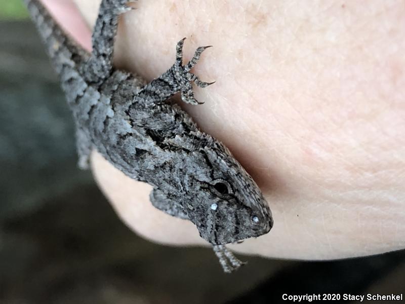 Eastern Fence Lizard (Sceloporus undulatus)