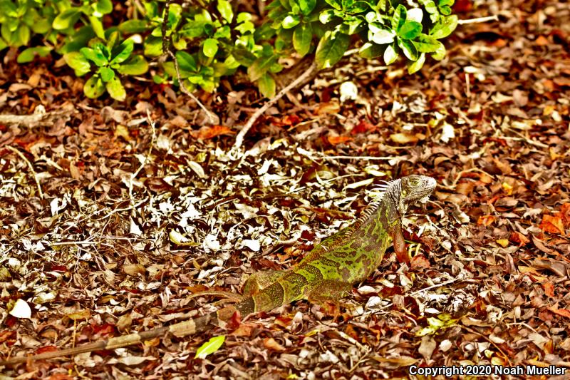 Green Iguana (Iguana iguana)