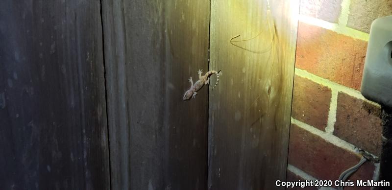 Turkish House Gecko (Hemidactylus turcicus turcicus)