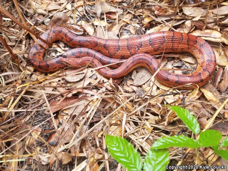 Red Cornsnake (Pantherophis guttatus)