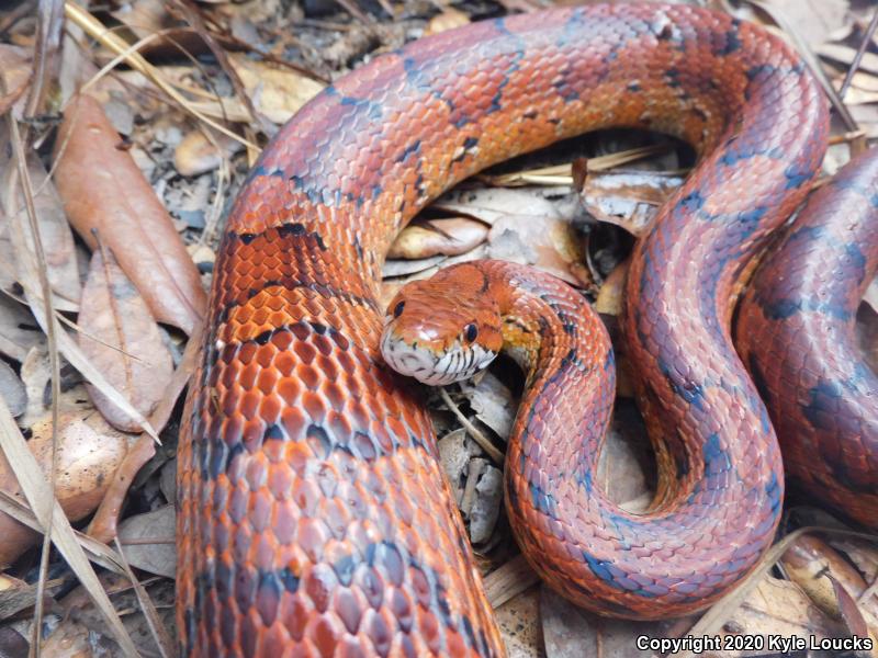 Red Cornsnake (Pantherophis guttatus)