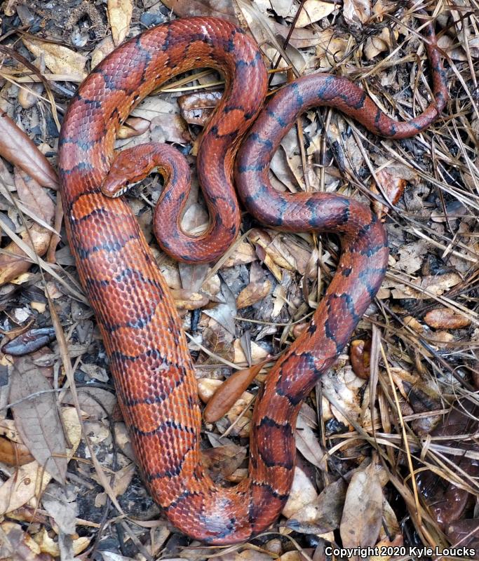 Red Cornsnake (Pantherophis guttatus)