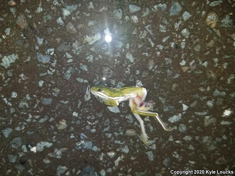 Green Treefrog (Hyla cinerea)