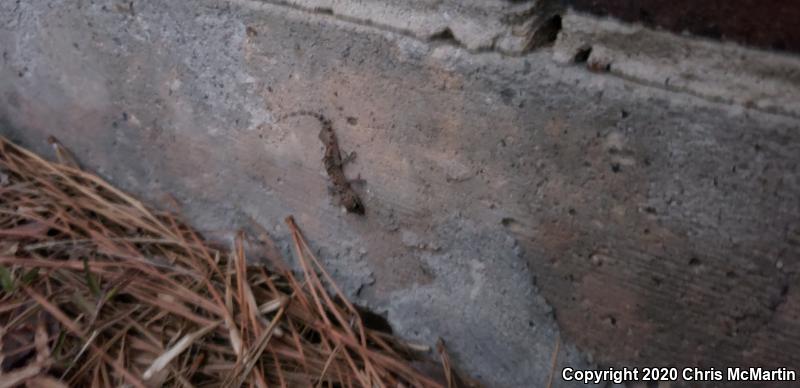 Turkish House Gecko (Hemidactylus turcicus turcicus)