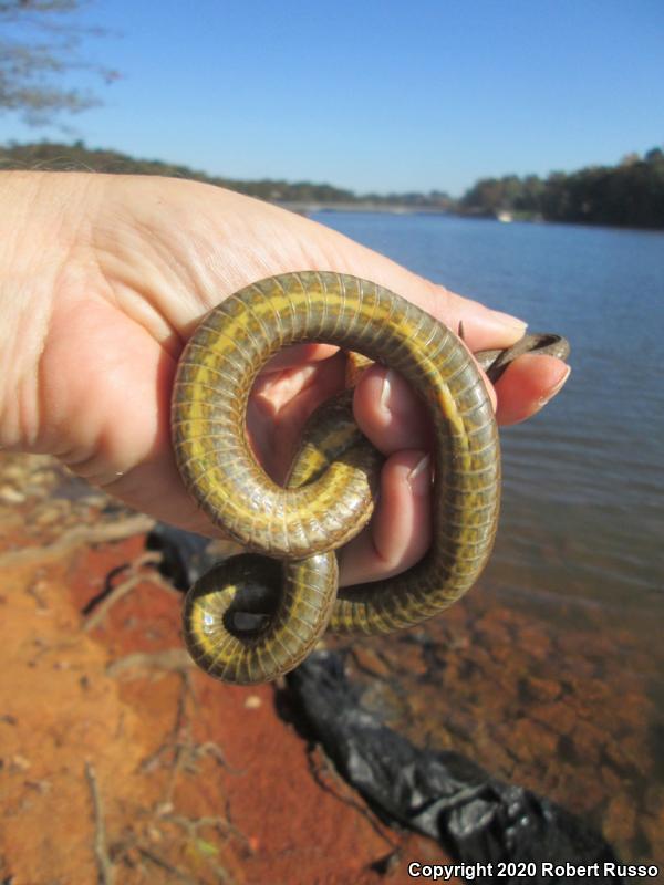 Queensnake (Regina septemvittata)