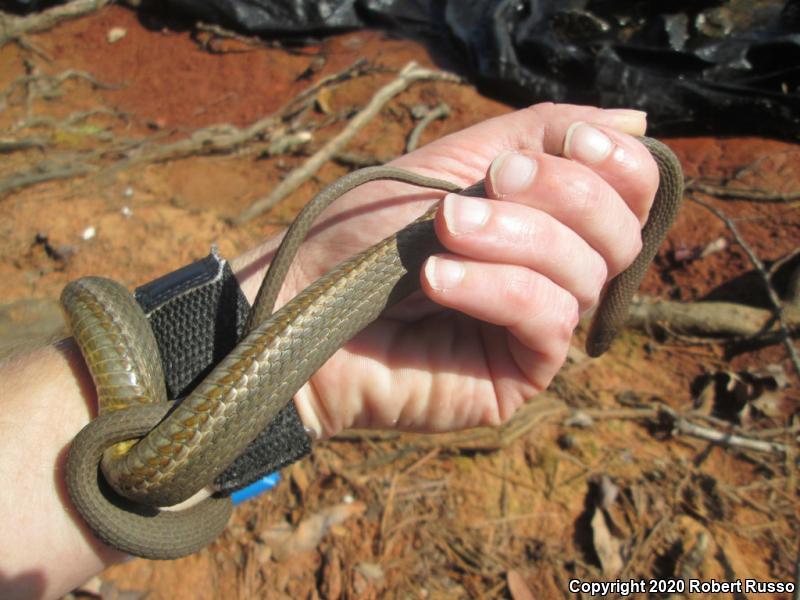 Queensnake (Regina septemvittata)