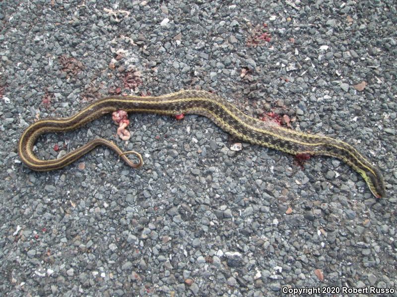 Eastern Gartersnake (Thamnophis sirtalis sirtalis)